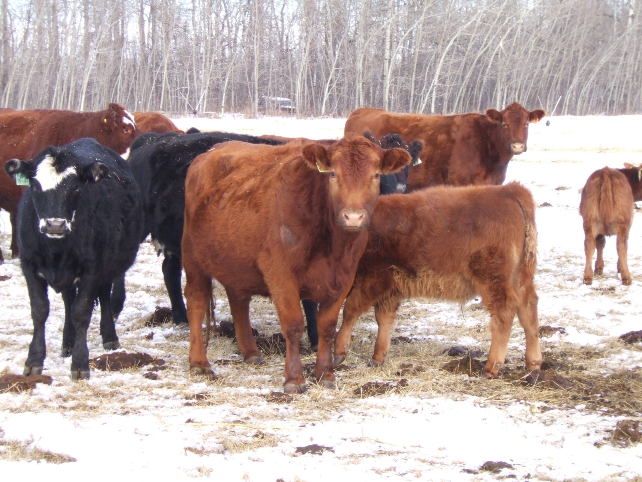 Wintering Calves with Their Mothers Countryside